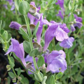 Skullcap, Purple