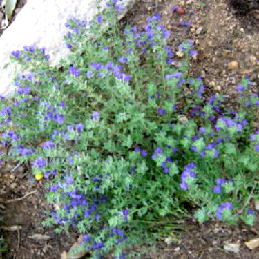 Skullcap, Purple