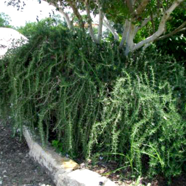 Rosemary, Prostrate
