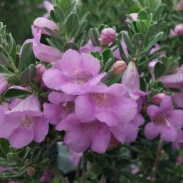 Sage, Green Texas
