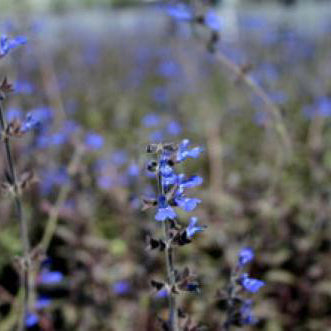 Salvia, Bicolor