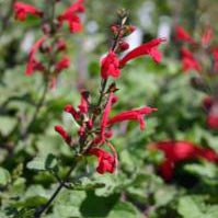 Salvia, Cedar