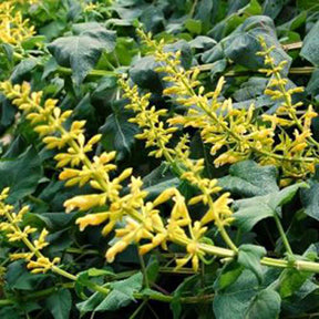Salvia, Forsythia