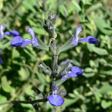 Salvia, Gray Shrub