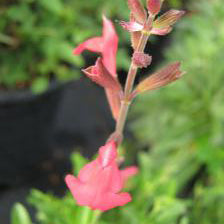 Salvia Greggii, Lipstick