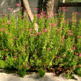 Salvia Greggii, Lipstick