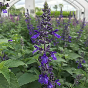 Salvia, Indigo Spires