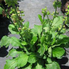 Salvia, Lyre Leaf
