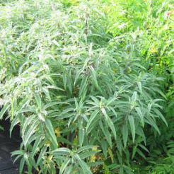 Salvia, Mexican Bush