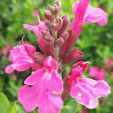 Salvia Greggii, Pink