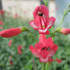 Salvia, Tropical Red