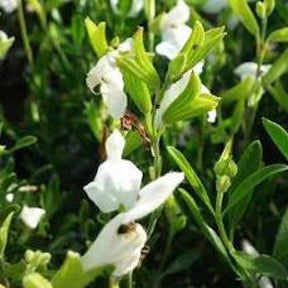 Salvia Greggii, White