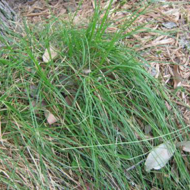 Sedge, Webberville