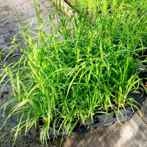 Sedge, Woodland