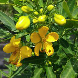 Common Tree Senna