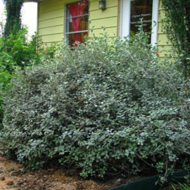 Silver Bush Germander