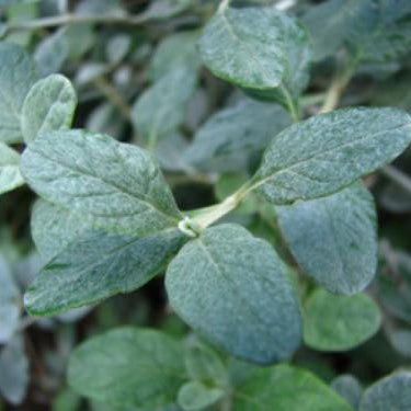 Silver Bush Germander