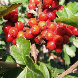 Sumac, Aromatic