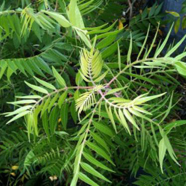 Sumac, Prairie Flame Leaf