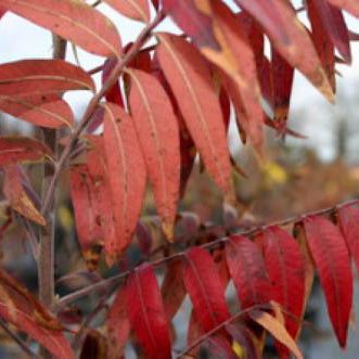 Sumac, Prairie Flame Leaf