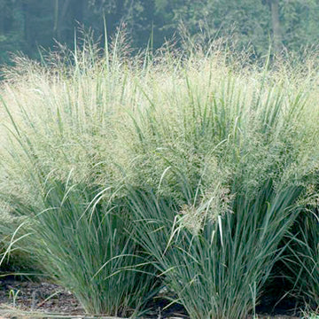 Switchgrass