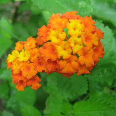 Lantana, Texas