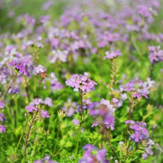 Verbena, Moss