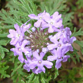 Verbena, Prairie