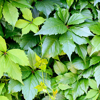 Virginia Creeper