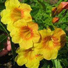 Yellow Bells, 'Sangria'