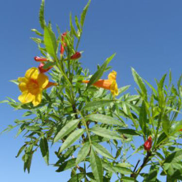 Yellow Bells, 'Sangria'