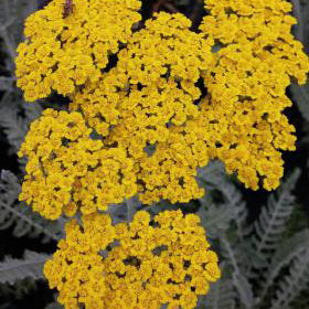 Yarrow, Moonshine (yellow)