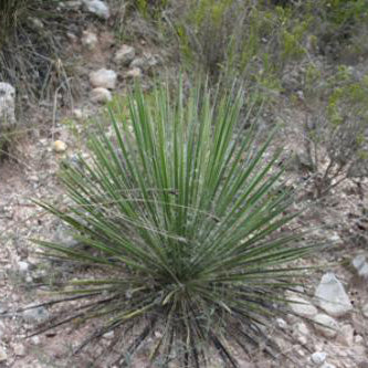 Yucca, Buckley's